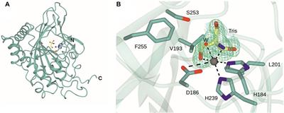 Structure and mutation of deoxypodophyllotoxin synthase (DPS) from Podophyllum hexandrum